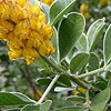 Cytisus battandieri - Broom