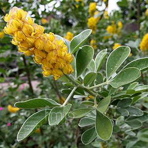 Cytisus battandieri (Broom)