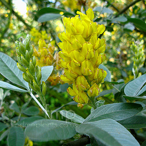 Cytisus battandieri (Broom)