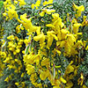 Cytisus scoparius - maritimus - Maritime Broom