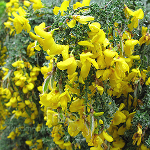 Cytisus scoparius - maritimus (Maritime Broom)