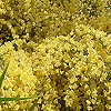 Cytisus X praecox - Broom