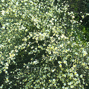 Cytisus X praecox - 'Alba' (Broom)