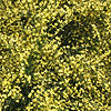 Cytisus X praecox - Allgold - Broom