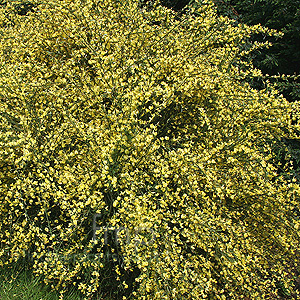 Cytisus X praecox - 'Allgold' (Broom)