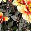 Dahlia - Sunshine