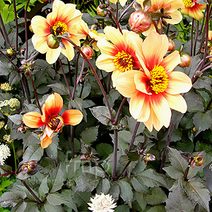 Dahlia - 'Sunshine'