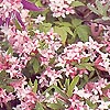 Daphne X burkwoodii - Wood Spurge