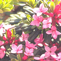 Daphne cneorum