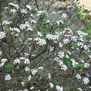 Daphne X burkwoodii - 'Albert Burkwood'