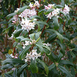 Daphne bholua (Daphne)