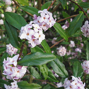 Daphne bholua - 'Jacqueline Postill'