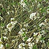 Daphne mezereum - Alba - Daphne