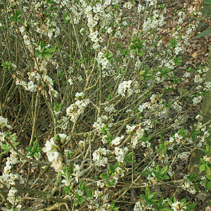 Daphne mezereum - 'Alba' (Daphne)