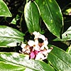 Daphne odora - Aureomarginata - Variegated Daphne