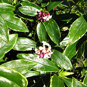 Daphne odora - 'Aureomarginata' (Variegated Daphne)