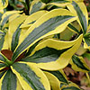 Daphne odora - Mae-Jima - Variegated Daphne