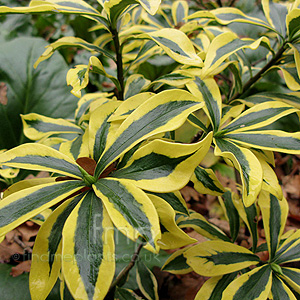 Daphne odora - 'Mae-Jima' (Variegated Daphne)