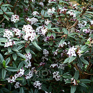 Daphne tangutica (Daphne)