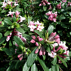 Daphne x transatlantica - 'Blafra' (Daphne)