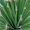 Dasylirion acrotrichum - Green sotol, Great desert spoon