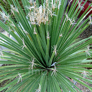 Dasylirion acrotrichum (Green Sotol, Great Desert Spoon)