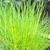Deschampsia flexuosa - Hair Grass, Deschampsia