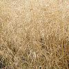 Deschampsia cespitosa - Goldtau - Hair Grass, Deschampsia