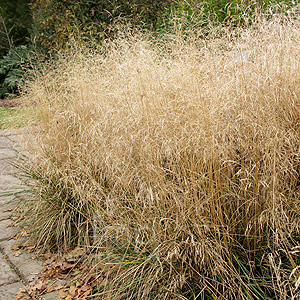 Deschampsia cespitosa - 'Goldtau' (Hair Grass, Deschampsia)