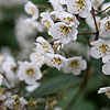 Deutzia corymbosa - Deutzia