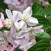 Deutzia X elegantissima - Fasciculata - Beauty Bush, Deutzia