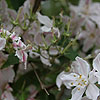 Deutzia hybrida - Contraste - Beauty Bush, Deutzia