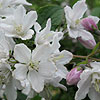 Deutzia longifolia - Veitchii - Beauty Bush