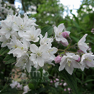 Deutzia longifolia - 'Veitchii' (Beauty Bush)