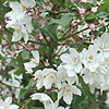 Deutzia purpurascens - Beauty Bush,  Deutzia