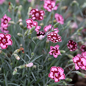 Dianthus - 'Devon Saphire' (Dianthus, Chinese Pink)