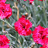Dianthus - Fire Star - Dianthus, Chinese Pink