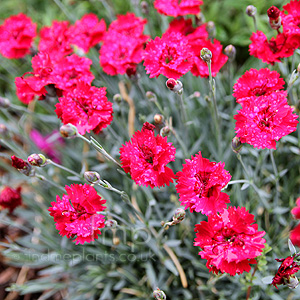 Dianthus - 'Fire Star' (Dianthus, Chinese Pink)