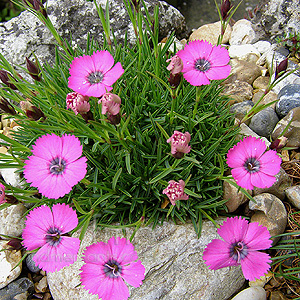 Dianthus inshriach (Carnation)