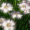 Dianthus lusitanicus - Alpine pink