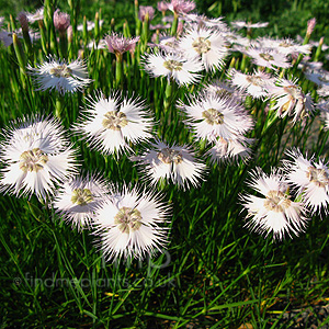 Dianthus lusitanicus (Alpine Pink)