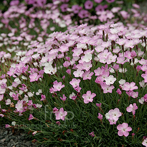 Dianthus - 'Nyewoods Cream' (Dianthus,  Pink)