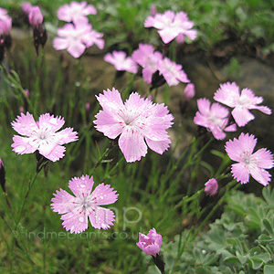 Dianthus pavonius (Pink)