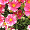 Dianthus - Raspberry Ribble - Pink