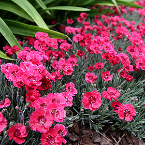 Dianthus  - 'Red Star' (Dianthus, Pink)