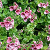 Diascia purpurea