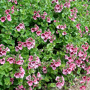 Diascia purpurea