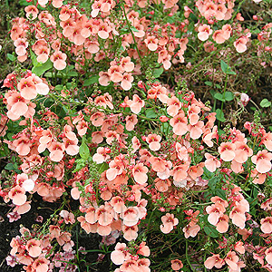 Diascia Sydney Olympics