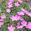 Dianthus haematocalyx - Pink