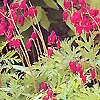 Dicentra - Bacchanal - Bleeding Heart